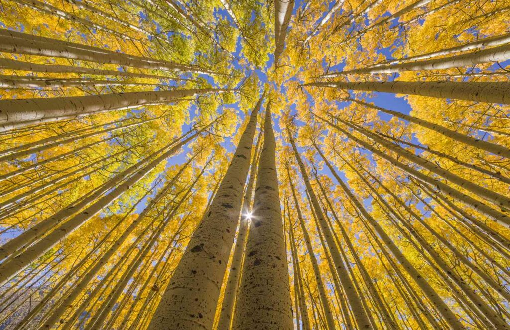 aspen tree grove in fall 523562658 5accdead30371300379fcd90