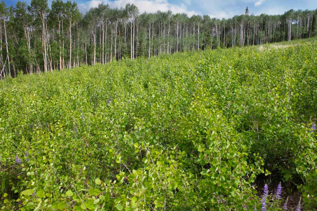 100000 Aspen Seedlings 1024x683 1