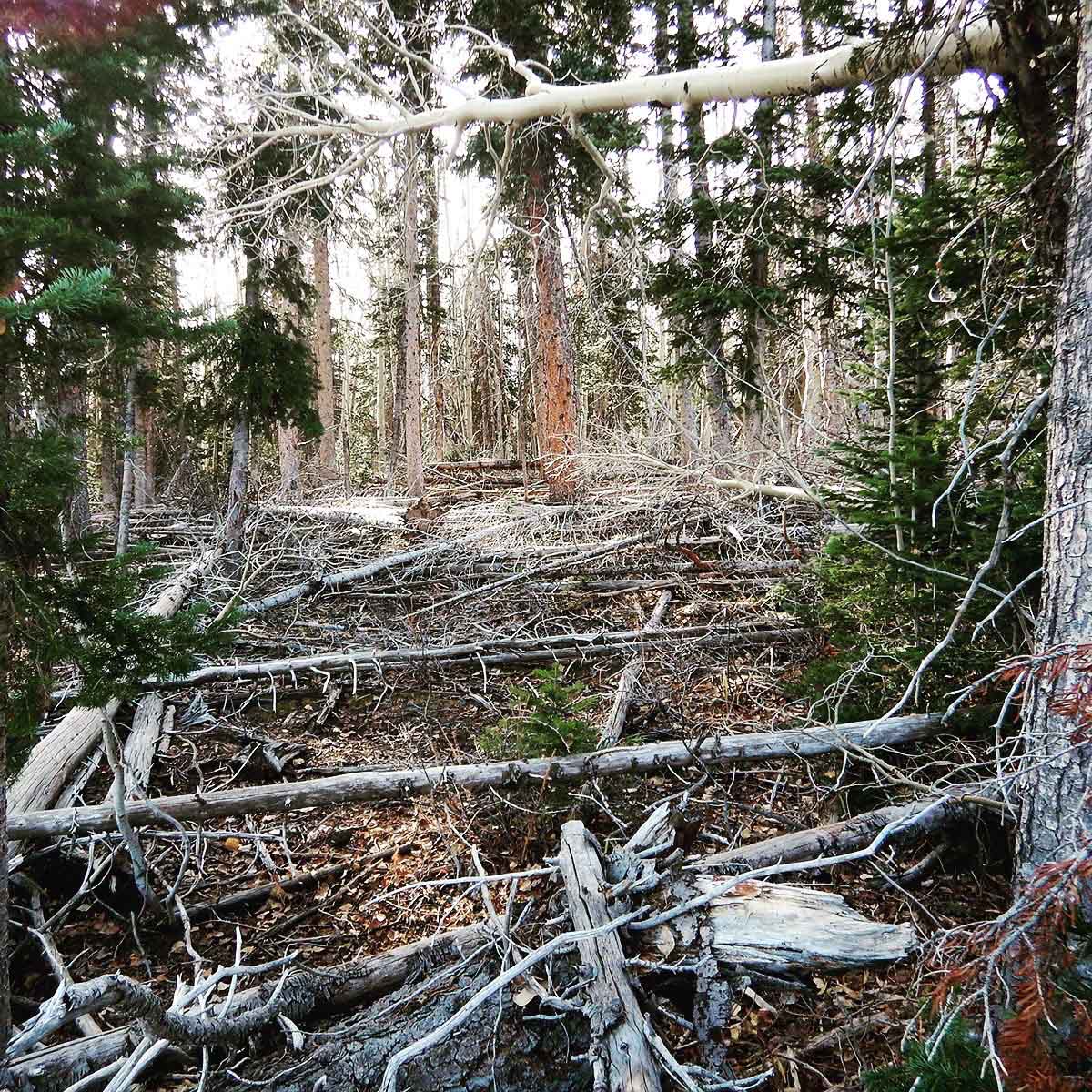 Overgrown forest